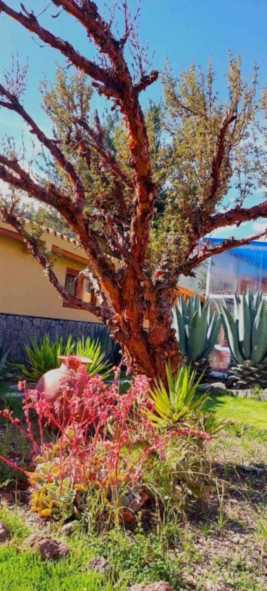Tradicion Colca Ξενοδοχείο Yanque Εξωτερικό φωτογραφία